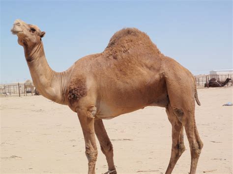 camel species in saudi arabia